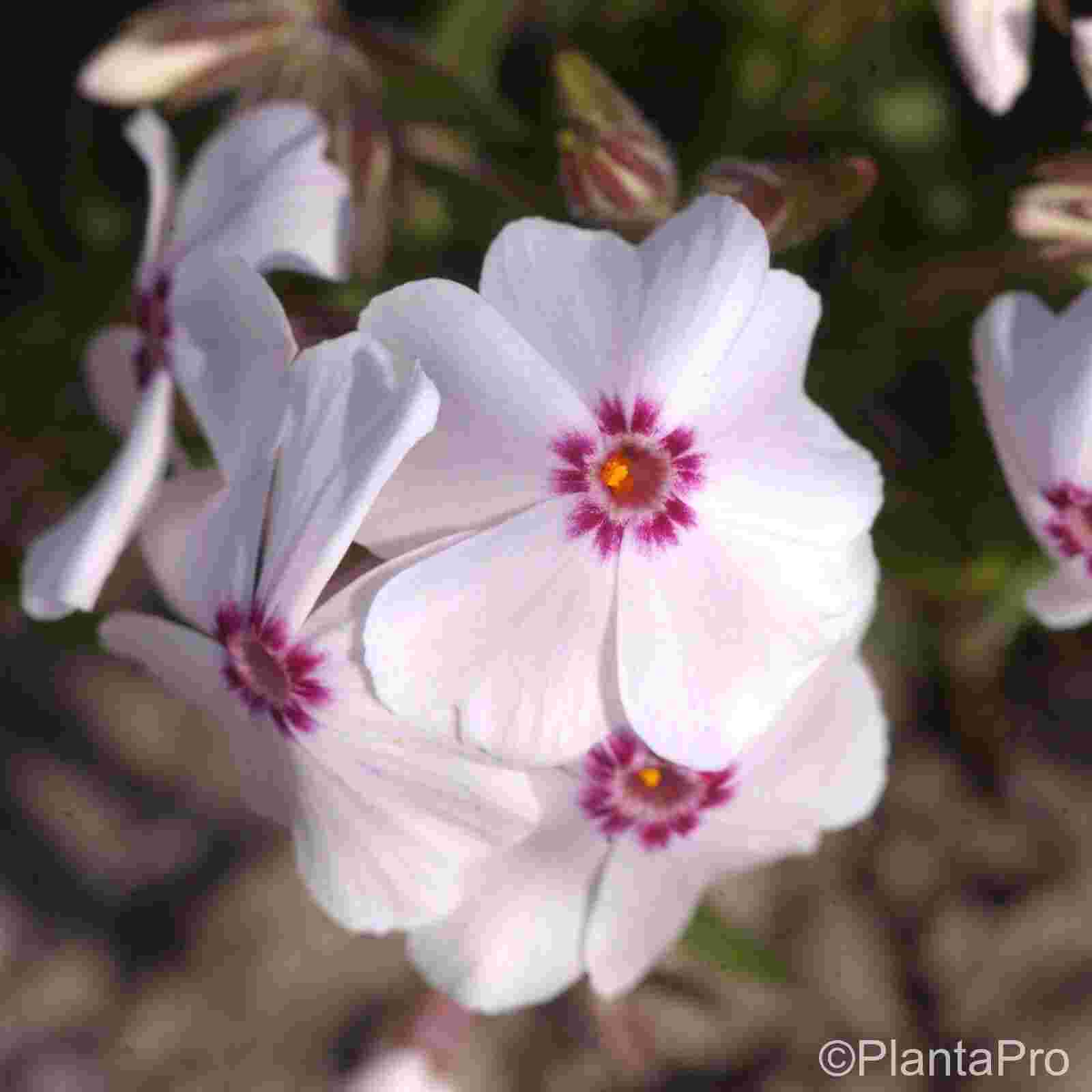 Polsterphlox\u0020\u0028Phlox\u0020subulata\u0020\u0029\u0020Amazing\u0020Grace' Polsterphlox\u0020\u0028Phlox\u0020subulata\u0020\u0029\u0020Amazing\u0020Grace'