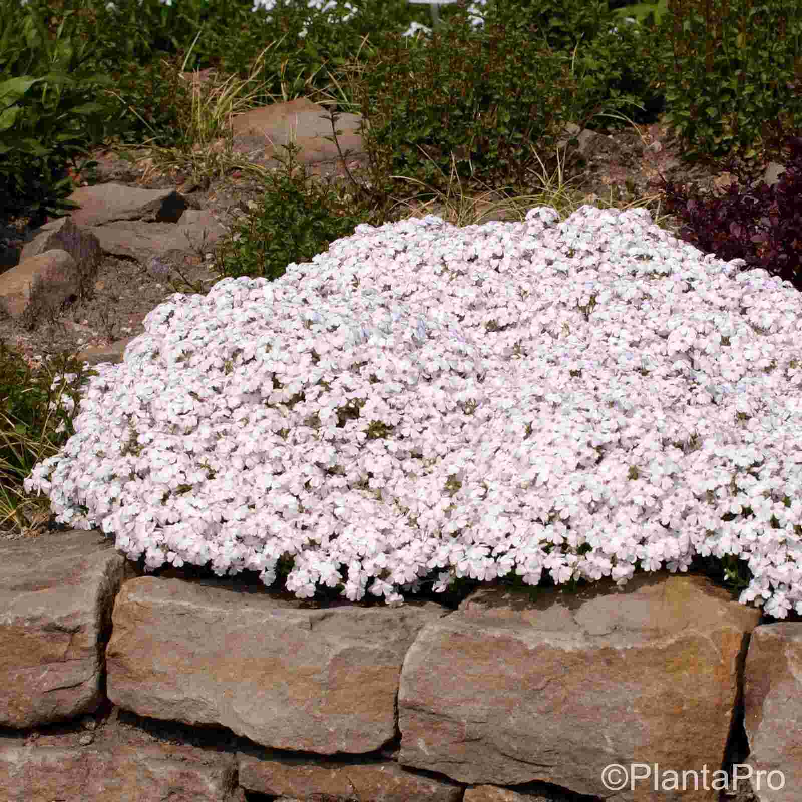 Polsterphlox\u0020\u0028Phlox\u0020subulata\u0020\u0029\u0020Amazing\u0020Grace' Polsterphlox\u0020\u0028Phlox\u0020subulata\u0020\u0029\u0020Amazing\u0020Grace'
