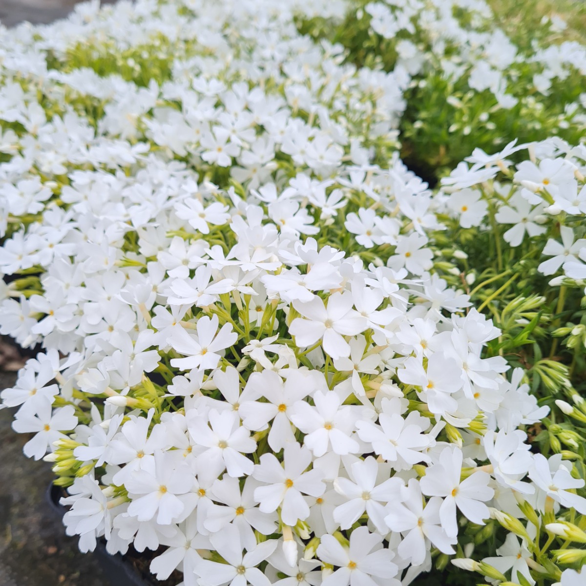 Polsterphlox\u0020\u0028Phlox\u0020subulata\u0020\u0029\u0020Maischnee' Polsterphlox\u0020\u0028Phlox\u0020subulata\u0020\u0029\u0020Maischnee'