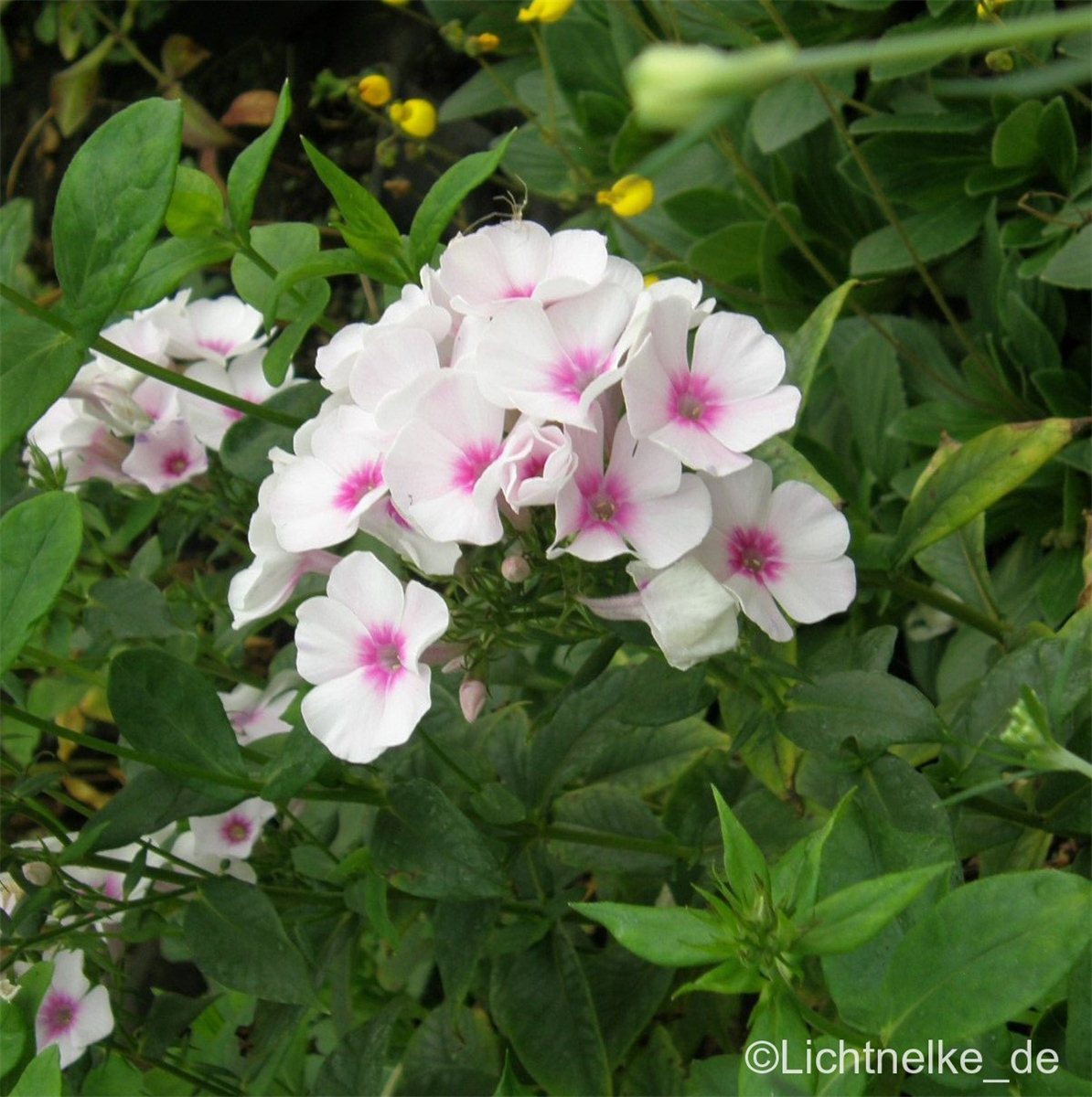Flammenblume\u0020\u0028Phlox\u0020paniculata\u0029\u0020Swizzle\u00A0' Flammenblume\u0020\u0028Phlox\u0020paniculata\u0029\u0020Swizzle\u00A0'