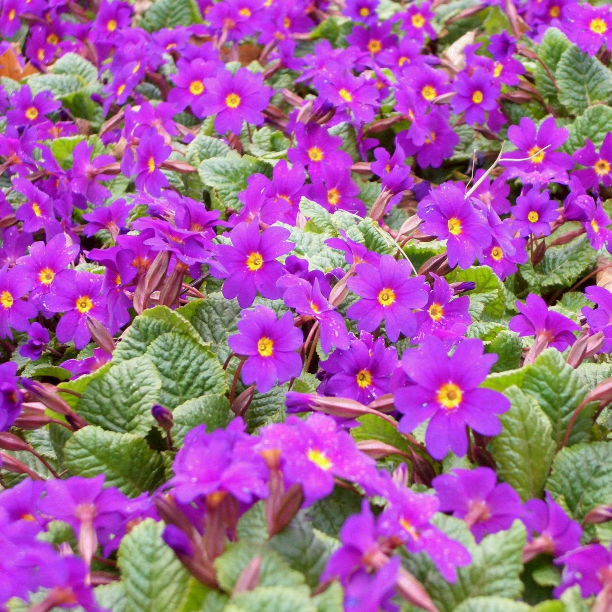 Bergprimel\u0020\u002F\u0020Teppichprimel\u0020\u0028Primula\u0020x\u0020pruhoniciana\u0029\u0020Wanda' Bergprimel\u0020\u002F\u0020Teppichprimel\u0020\u0028Primula\u0020x\u0020pruhoniciana\u0029\u0020Wanda'