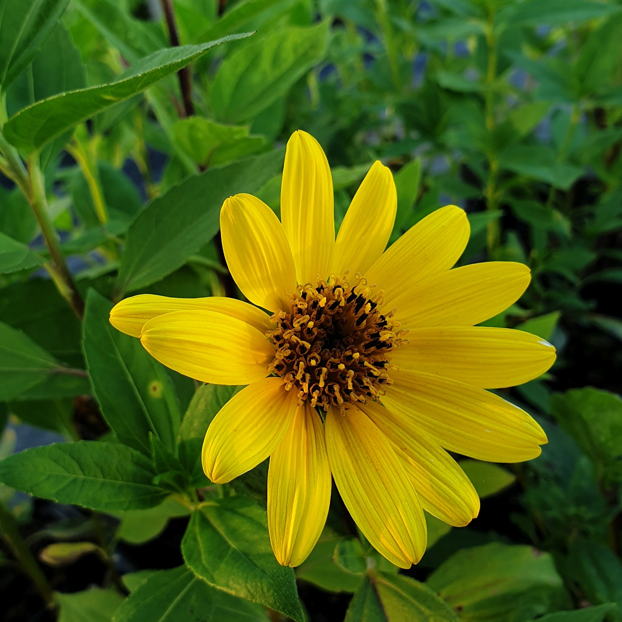 StaudenSonnenblume (Helianthus) Suncatcher Pure Gold Lichtnelke