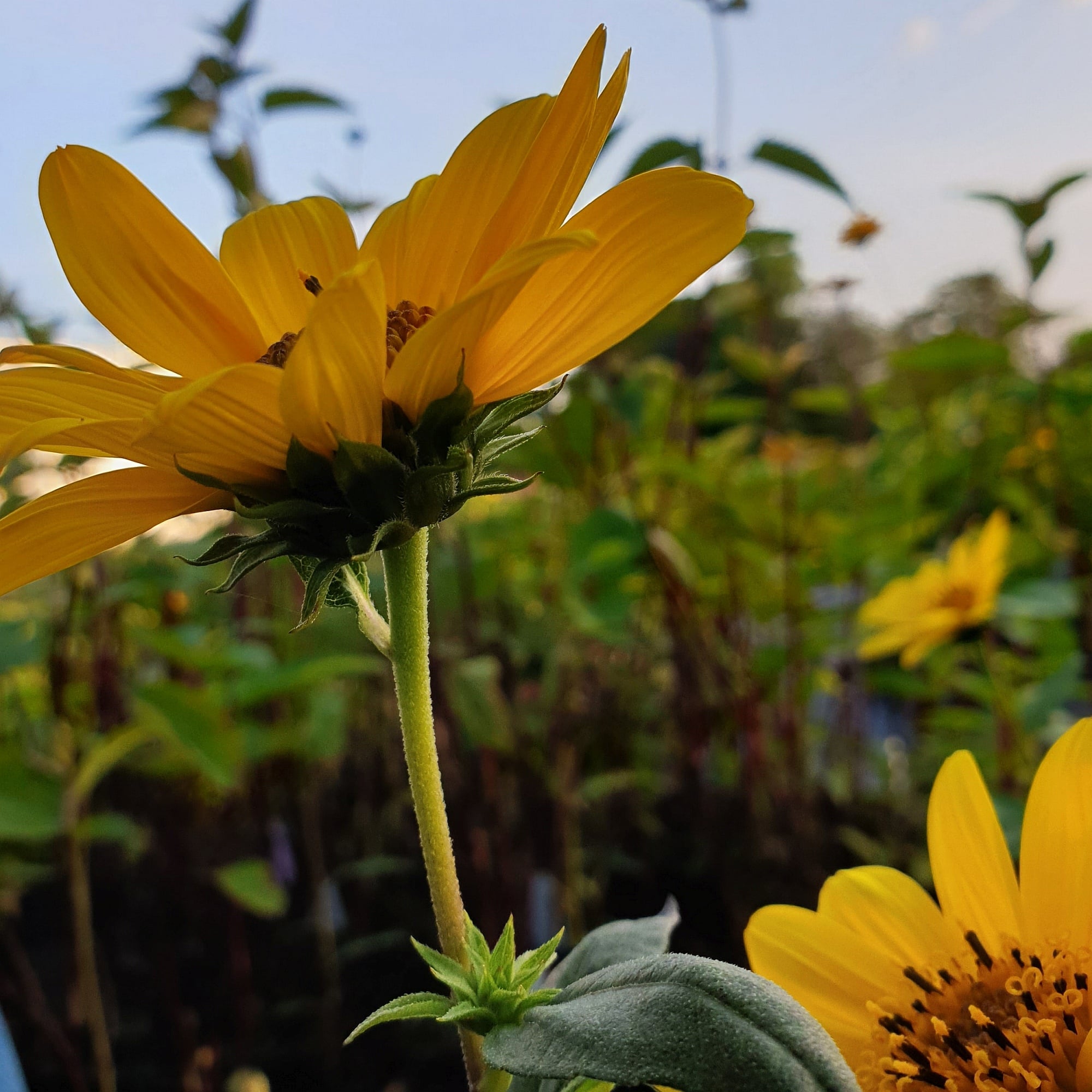 StaudenSonnenblume (Helianthus) Suncatcher Pure Gold Lichtnelke