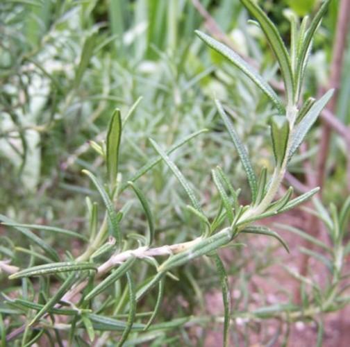Rosmarin\u0020\u0028Rosmarinus\u0020officinalis\u0029\u0020' Rosmarin\u0020\u0028Rosmarinus\u0020officinalis\u0029\u0020'