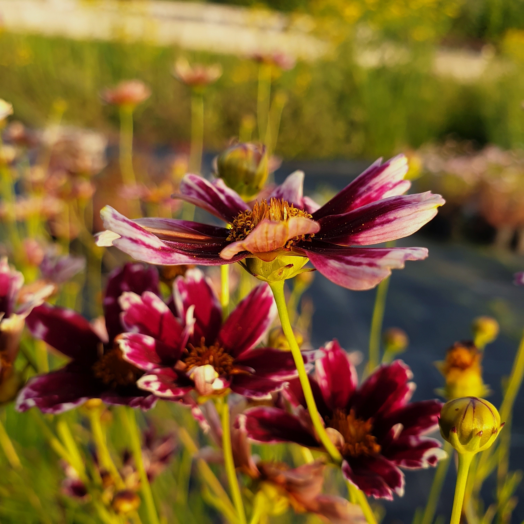 5\u0020Pflanzen\u0020M\u00E4dchenaugen\u0020\u0028Coreopsis\u0029\u0020Mix' 5\u0020Pflanzen\u0020M\u00E4dchenaugen\u0020\u0028Coreopsis\u0029\u0020Mix'