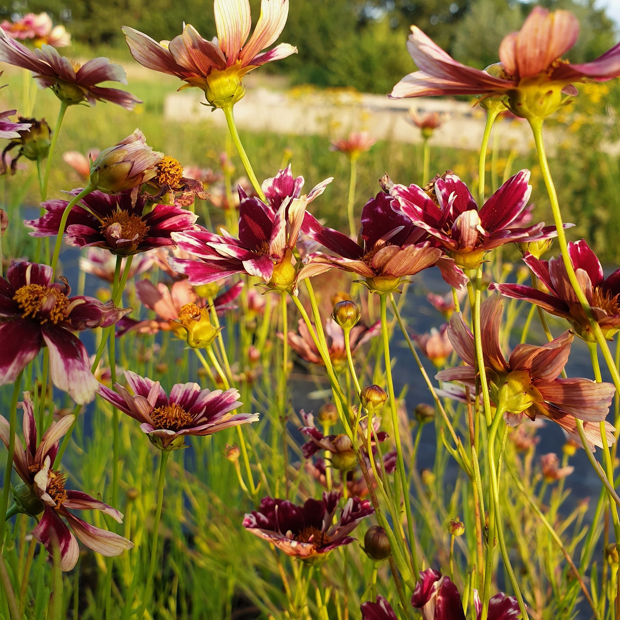 5\u0020Pflanzen\u0020M\u00E4dchenaugen\u0020\u0028Coreopsis\u0029\u0020Mix' 5\u0020Pflanzen\u0020M\u00E4dchenaugen\u0020\u0028Coreopsis\u0029\u0020Mix'