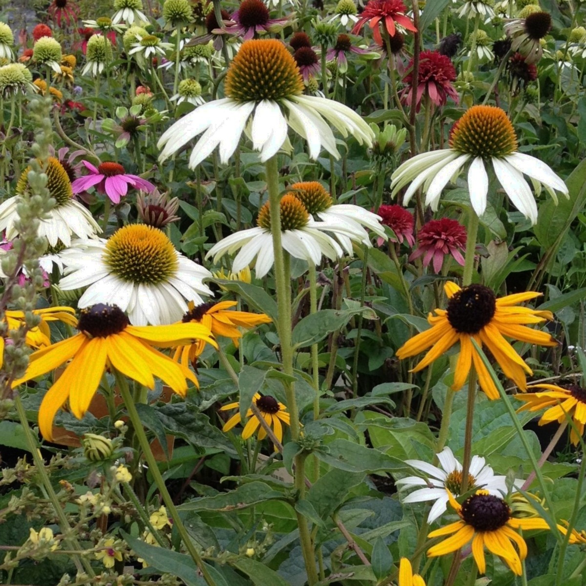 10\u0020Pflanzen\u0020Sonnenhut\u0020\u0028Echinacea\u0020und\u0020Rudbeckia\u0029\u0020Mix' 10\u0020Pflanzen\u0020Sonnenhut\u0020\u0028Echinacea\u0020und\u0020Rudbeckia\u0029\u0020Mix'