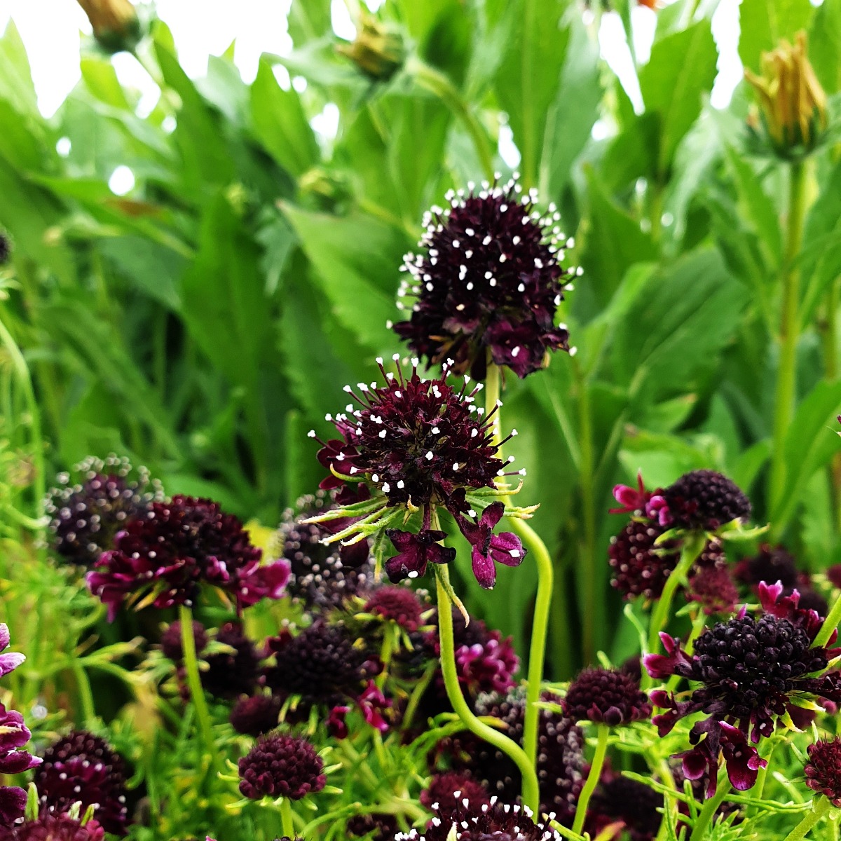 Skabiose\u0020\u0028Scabiosa\u0020columbaria\u0029\u0020Summer\u0020Night' Skabiose\u0020\u0028Scabiosa\u0020columbaria\u0029\u0020Summer\u0020Night'