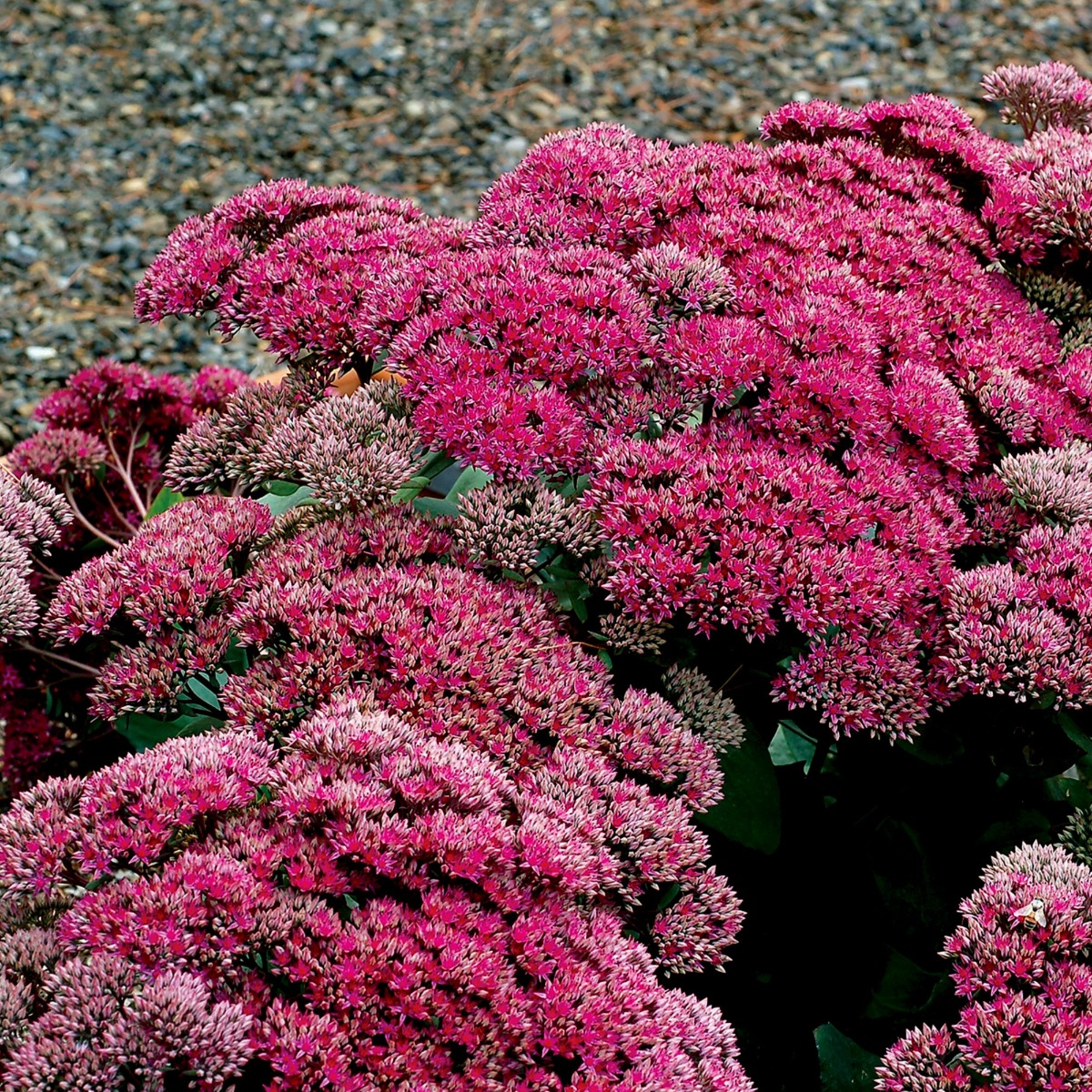 Pracht\u002DFetthenne\u0020\u0028Sedum\u0020telephium\u0029\u0020Thunderhead' Pracht\u002DFetthenne\u0020\u0028Sedum\u0020telephium\u0029\u0020Thunderhead'