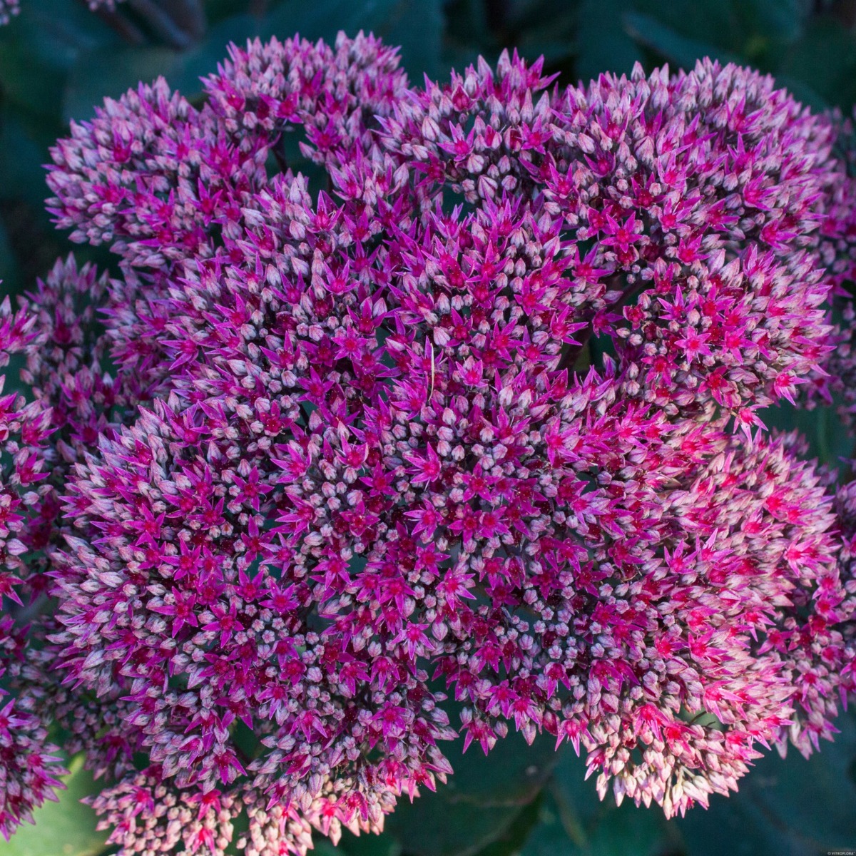 Pracht\u002DFetthenne\u0020\u0028Sedum\u0020telephium\u0029\u0020Thunderhead' Pracht\u002DFetthenne\u0020\u0028Sedum\u0020telephium\u0029\u0020Thunderhead'