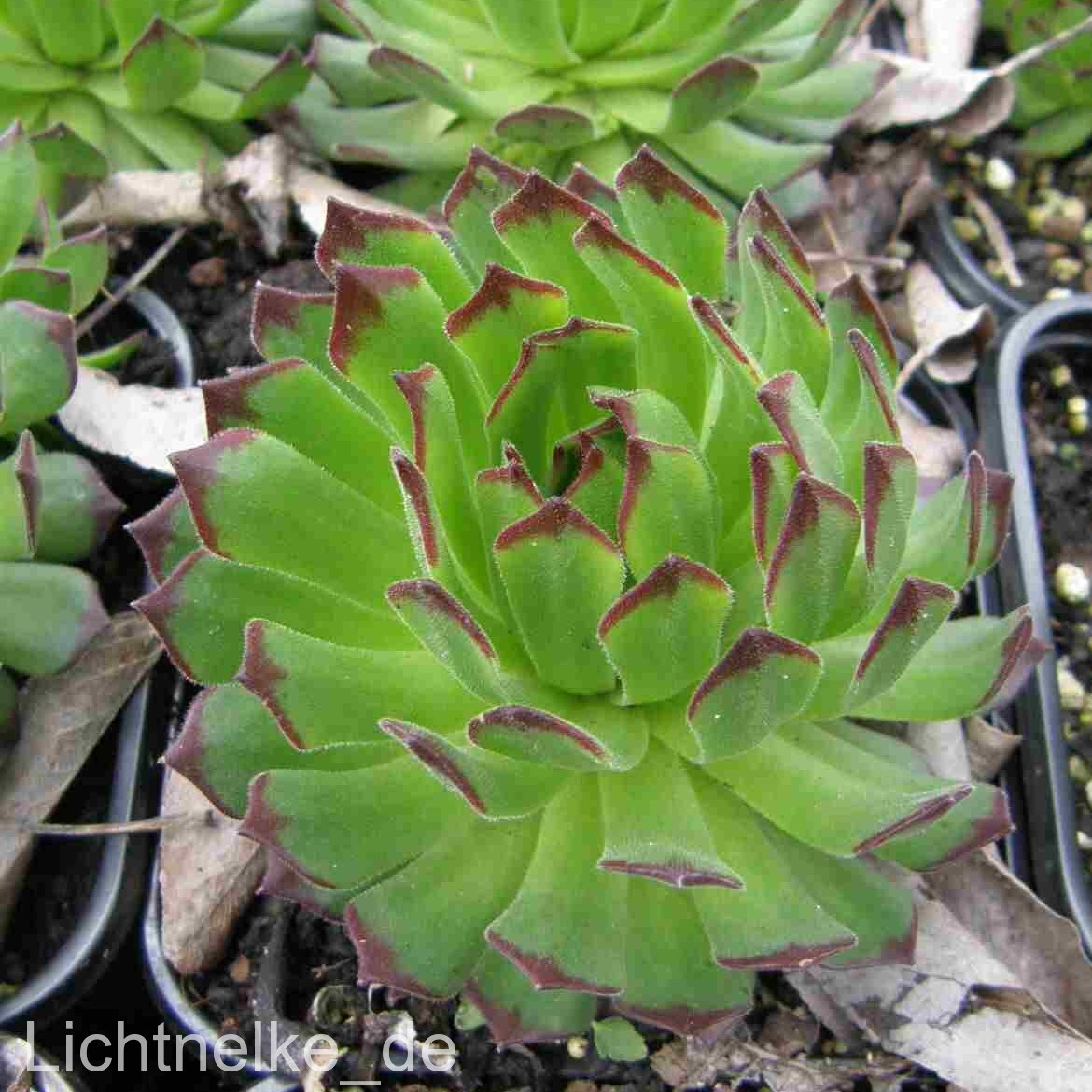 Hauswurz\u0020\u002F\u0020Dachwurz\u0020\u0028Sempervivum\u0029\u0020CHIVALRY\u00A0' Hauswurz\u0020\u002F\u0020Dachwurz\u0020\u0028Sempervivum\u0029\u0020CHIVALRY\u00A0'