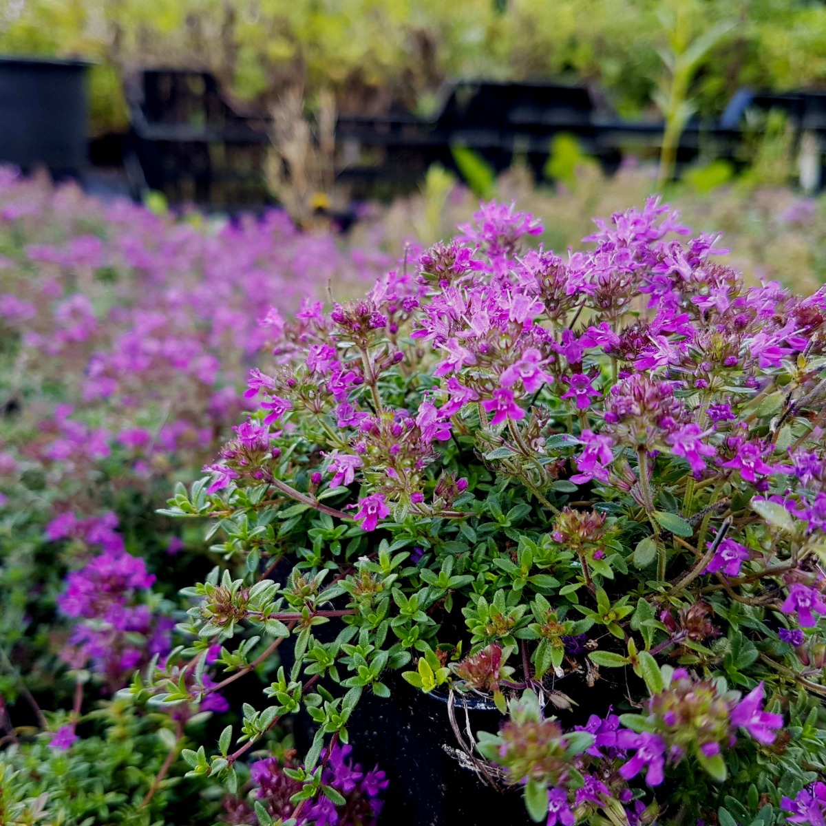 Polsterthymian\u0020\u0028Thymus\u0020praecox\u0029\u0020Atropurpurea\u0020' Polsterthymian\u0020\u0028Thymus\u0020praecox\u0029\u0020Atropurpurea\u0020'