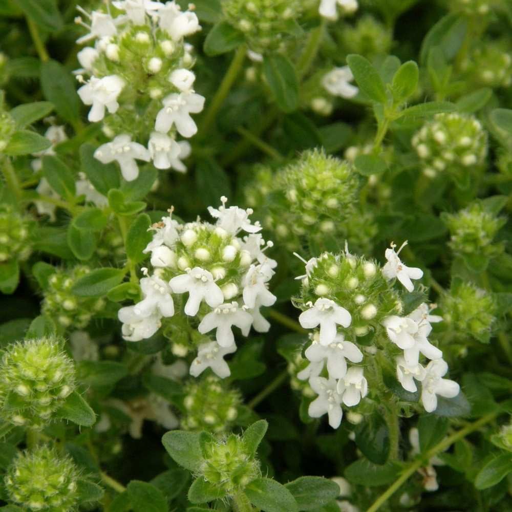 BALDUR Garten Winterharter Bodendecker - Langhaariger Gebirgs-Thymian 3 Pflanzen