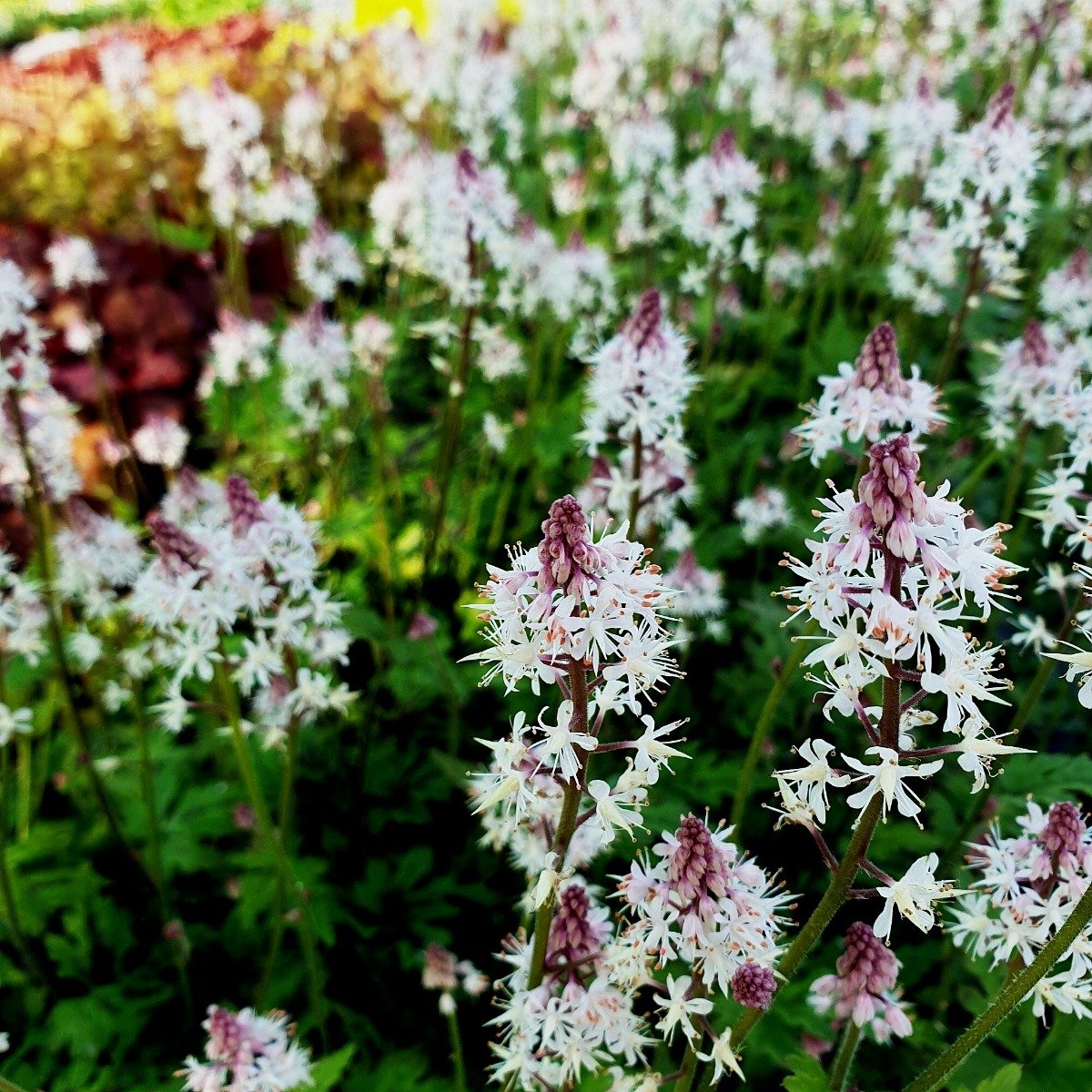 Herzblatt\u002DSchaumbl\u00FCte\u0020\u0028Tiarella\u0020cordifolia\u0029\u0020Pink\u0020Skyrocket' Herzblatt\u002DSchaumbl\u00FCte\u0020\u0028Tiarella\u0020cordifolia\u0029\u0020Pink\u0020Skyrocket'