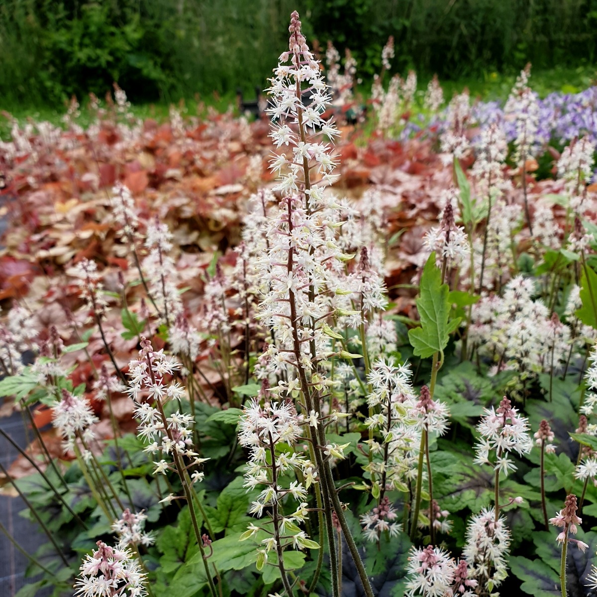 Herzblatt\u002DSchaumbl\u00FCte\u0020\u0028Tiarella\u0020cordifolia\u0029\u0020Pink\u0020Skyrocket' Herzblatt\u002DSchaumbl\u00FCte\u0020\u0028Tiarella\u0020cordifolia\u0029\u0020Pink\u0020Skyrocket'