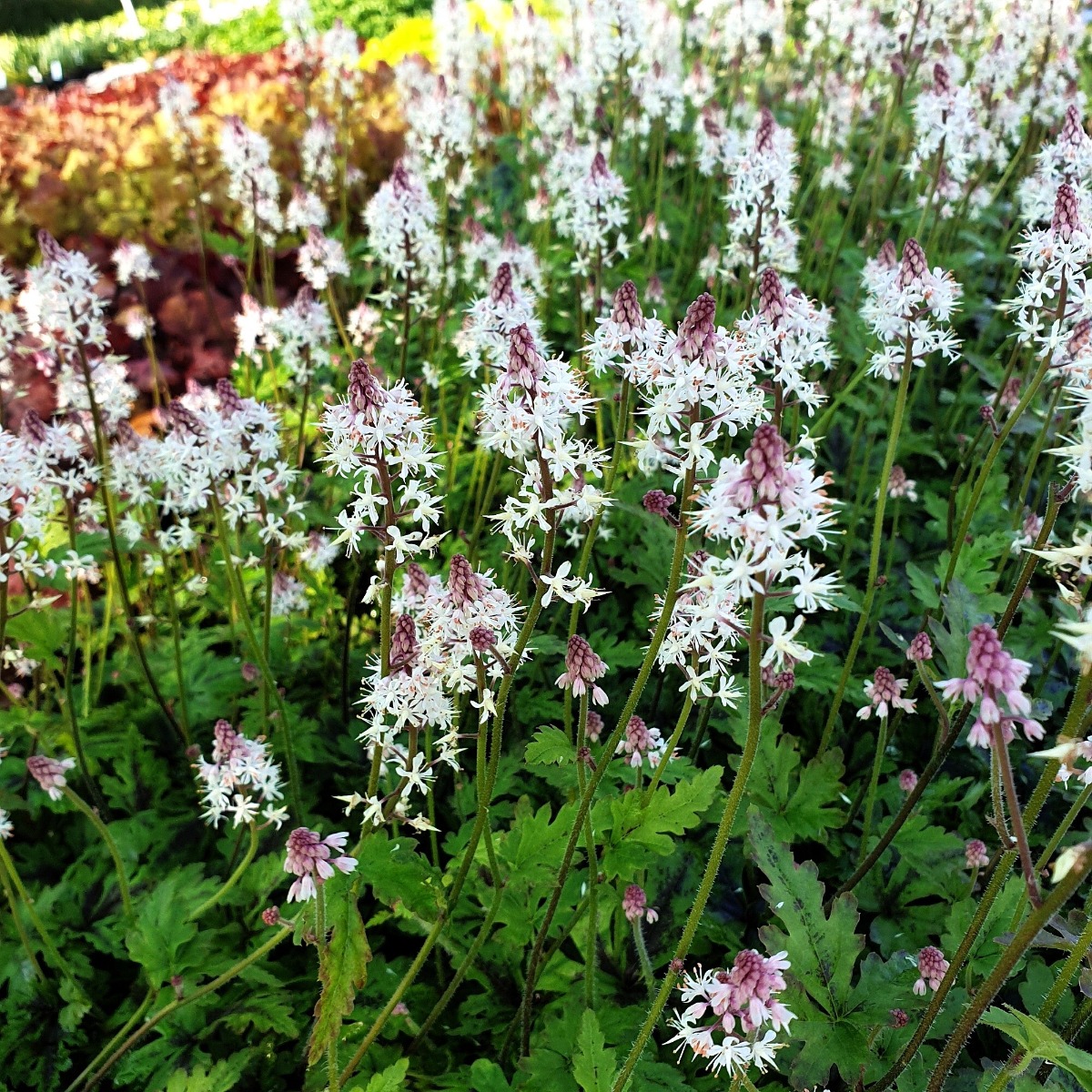 Herzblatt\u002DSchaumbl\u00FCte\u0020\u0028Tiarella\u0020cordifolia\u0029\u0020Pink\u0020Skyrocket' Herzblatt\u002DSchaumbl\u00FCte\u0020\u0028Tiarella\u0020cordifolia\u0029\u0020Pink\u0020Skyrocket'