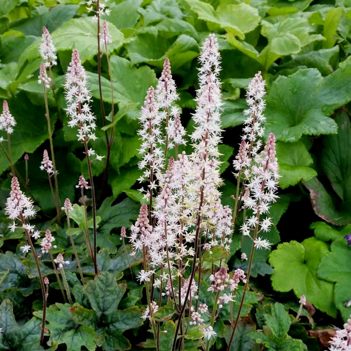 Herzblatt\u002DSchaumbl\u00FCte\u0020\u0028Tiarella\u0020cordifolia\u0029\u0020Pink\u0020Skyrocket' Herzblatt\u002DSchaumbl\u00FCte\u0020\u0028Tiarella\u0020cordifolia\u0029\u0020Pink\u0020Skyrocket'