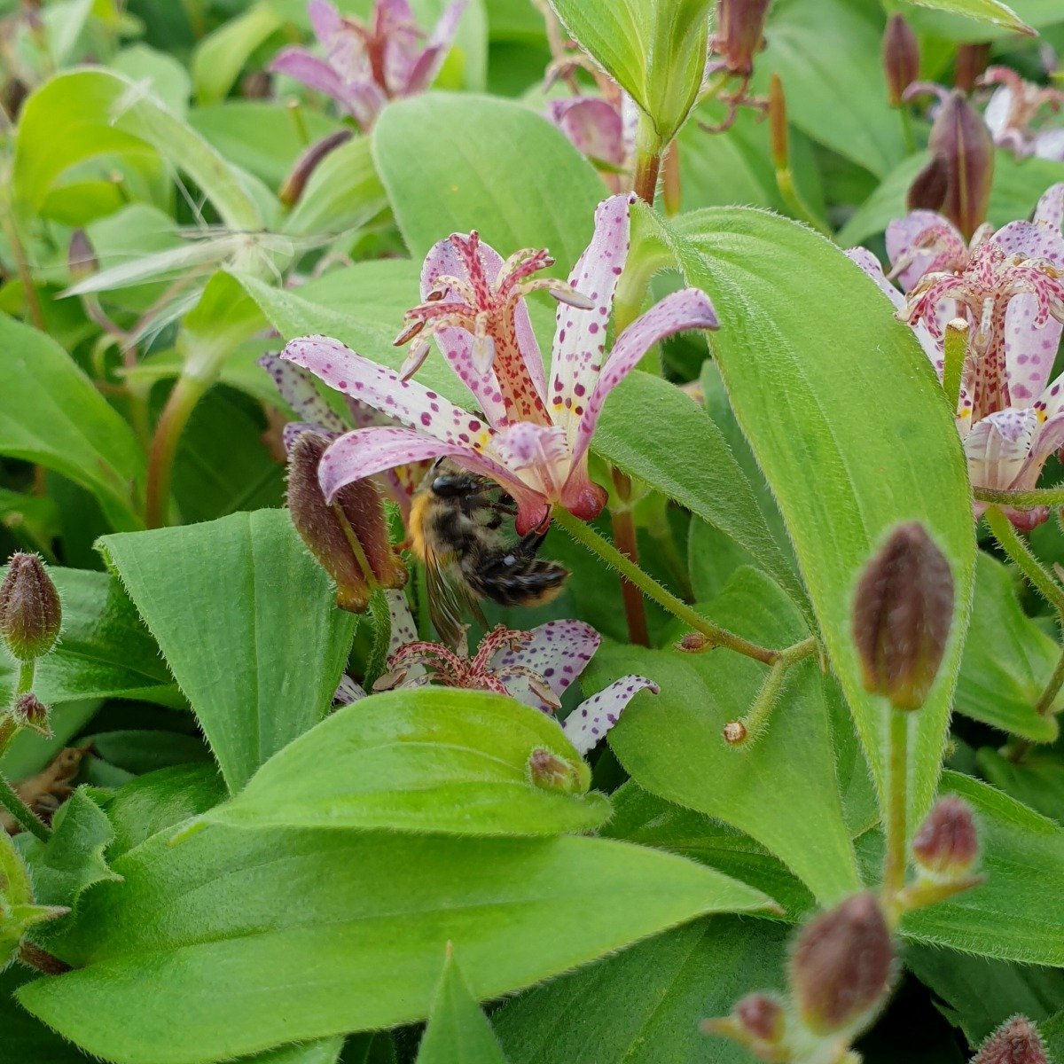 Kr\u00F6tenlilie\u0020\u0028Tricyrtis\u0020formosana\u0029\u0020Pink\u0020Freckles' Kr\u00F6tenlilie\u0020\u0028Tricyrtis\u0020formosana\u0029\u0020Pink\u0020Freckles'