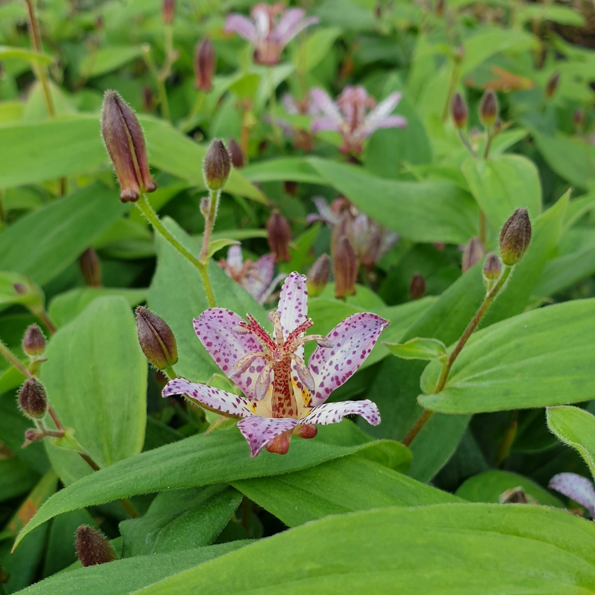 Kr\u00F6tenlilie\u0020\u0028Tricyrtis\u0020formosana\u0029\u0020Pink\u0020Freckles' Kr\u00F6tenlilie\u0020\u0028Tricyrtis\u0020formosana\u0029\u0020Pink\u0020Freckles'