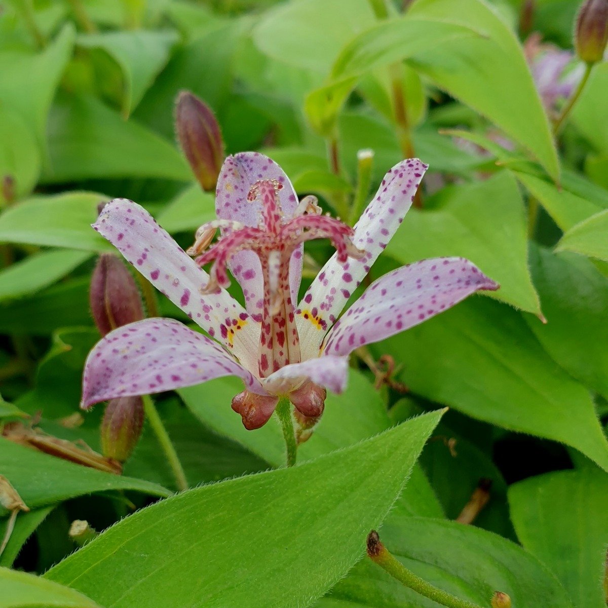 Kr\u00F6tenlilie\u0020\u0028Tricyrtis\u0020formosana\u0029\u0020Pink\u0020Freckles' Kr\u00F6tenlilie\u0020\u0028Tricyrtis\u0020formosana\u0029\u0020Pink\u0020Freckles'