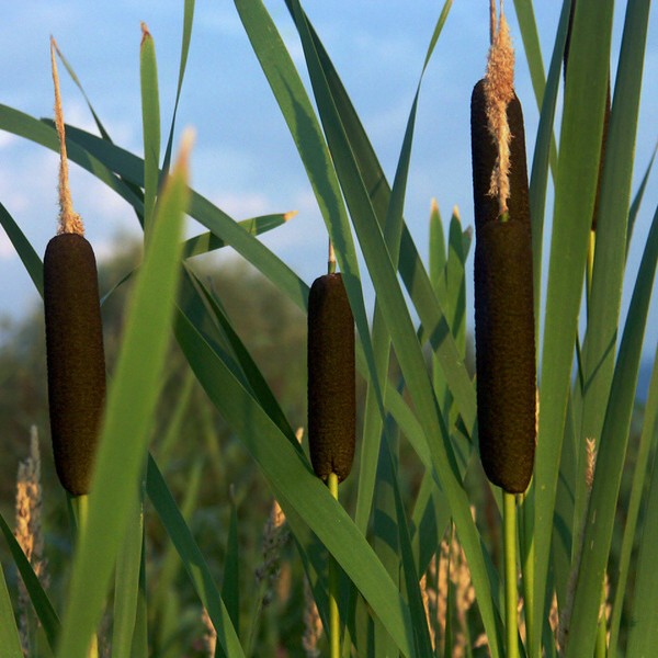 Breitbl\u00E4ttriger\u0020Rohrkolben\u0020\u0020\u0028Typha\u0020latifolia\u0020\u0029\u0020' Breitbl\u00E4ttriger\u0020Rohrkolben\u0020\u0020\u0028Typha\u0020latifolia\u0020\u0029\u0020'