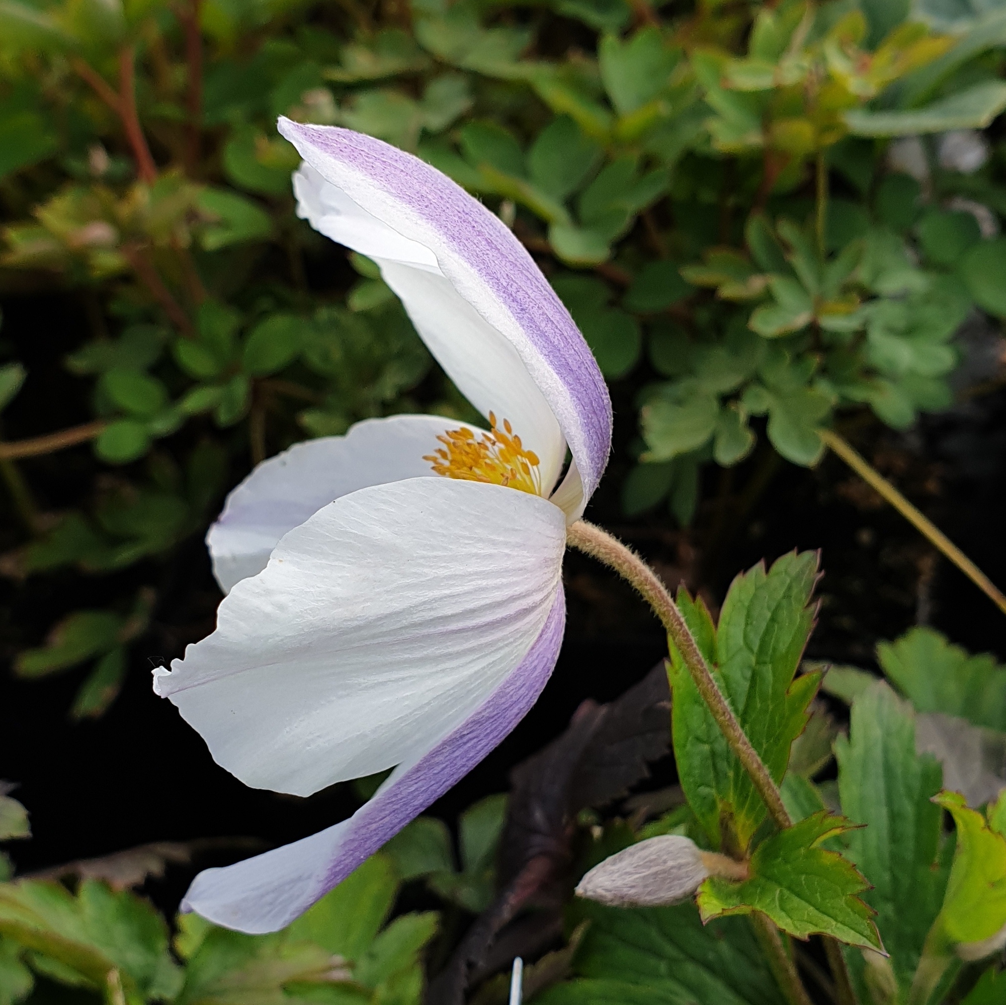 Herbst\u002DAnemone\u0020\u0028Anemone\u0020japonica\u0029\u0020Wild\u0020SWAN\u00AE' Herbst\u002DAnemone\u0020\u0028Anemone\u0020japonica\u0029\u0020Wild\u0020SWAN\u00AE'