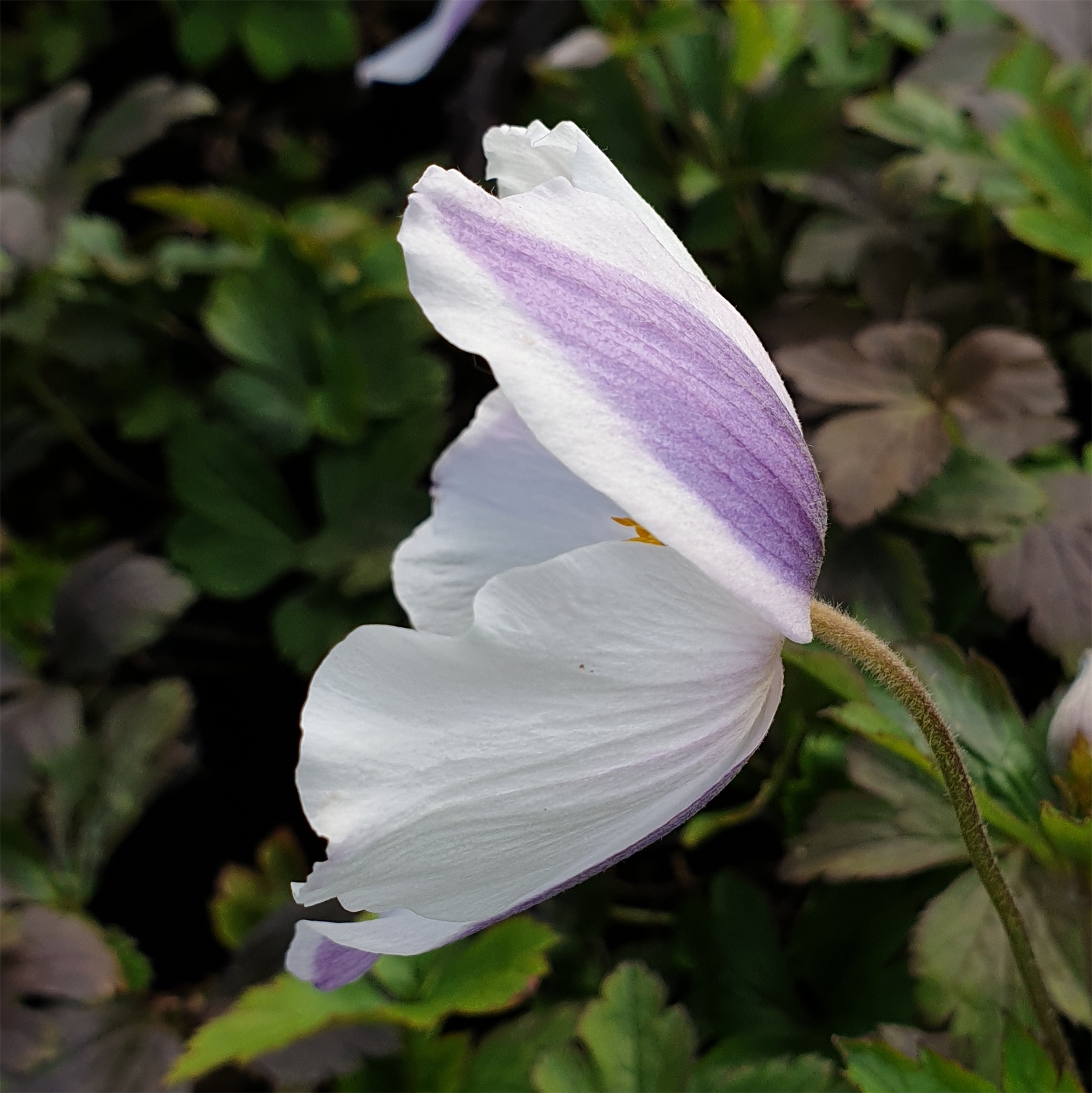 Herbst\u002DAnemone\u0020\u0028Anemone\u0020japonica\u0029\u0020Wild\u0020SWAN\u00AE' Herbst\u002DAnemone\u0020\u0028Anemone\u0020japonica\u0029\u0020Wild\u0020SWAN\u00AE'