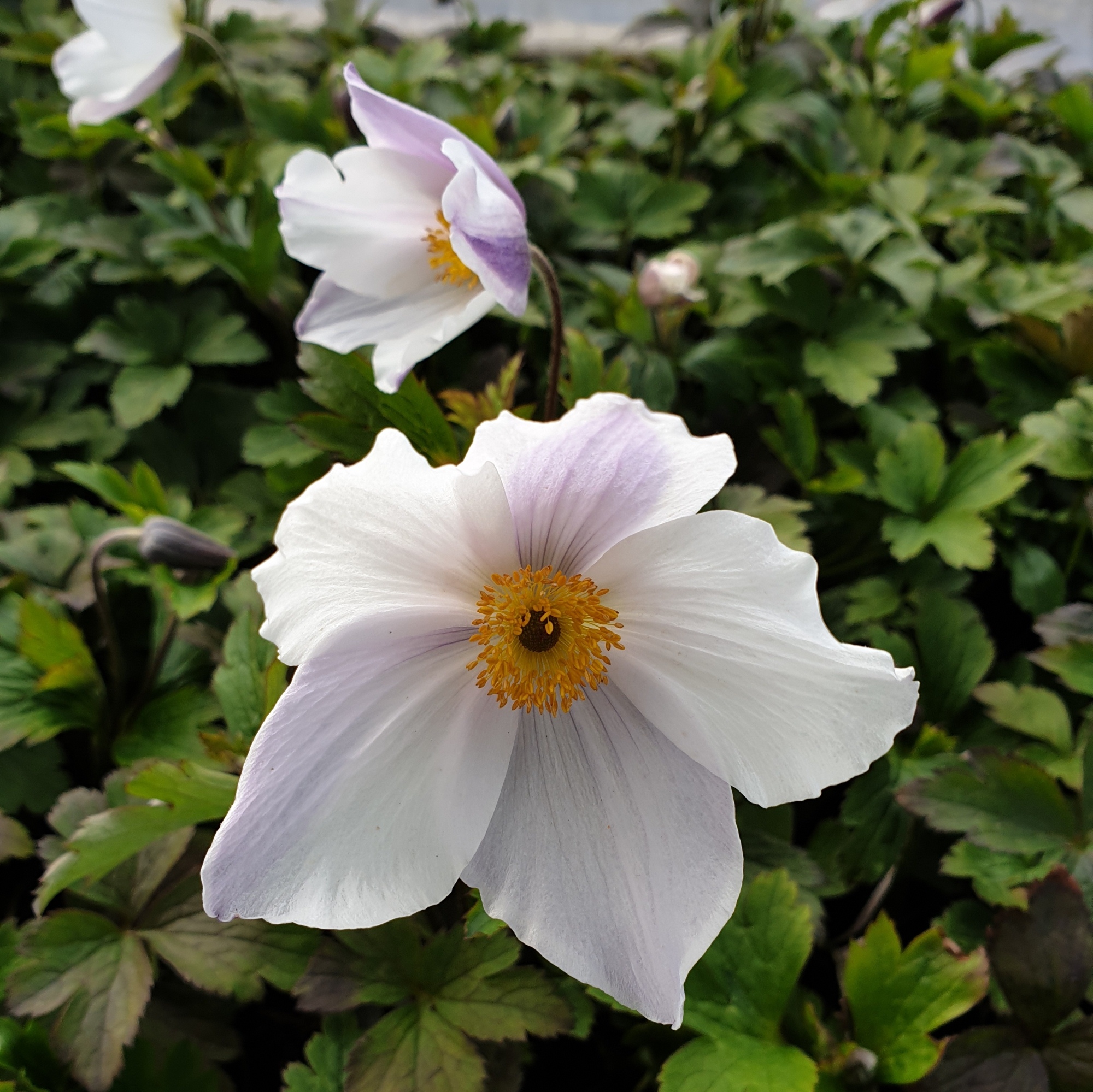 Herbst\u002DAnemone\u0020\u0028Anemone\u0020japonica\u0029\u0020Wild\u0020SWAN\u00AE' Herbst\u002DAnemone\u0020\u0028Anemone\u0020japonica\u0029\u0020Wild\u0020SWAN\u00AE'