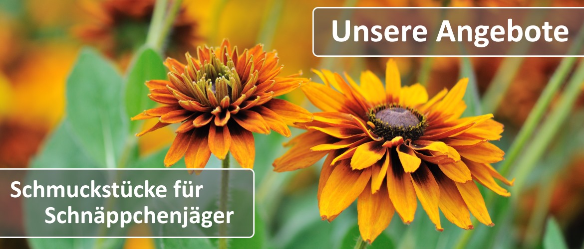 Angebote Angebote