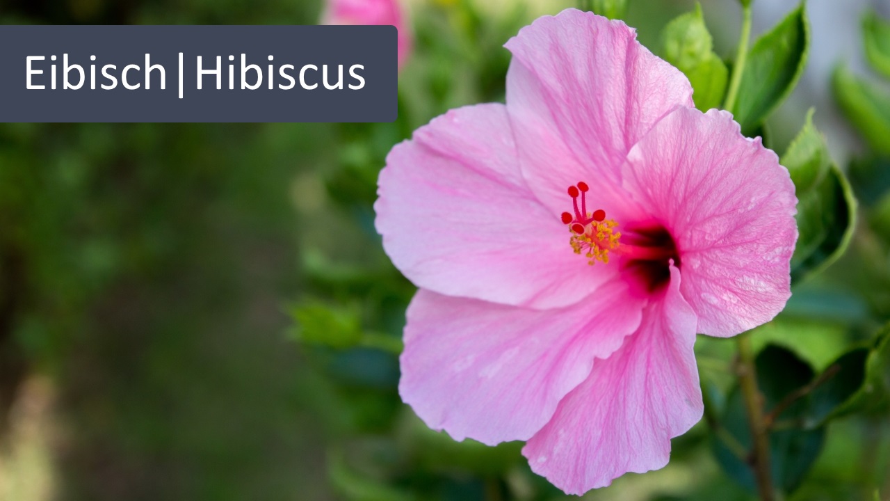 Hibiskus Hibiskus