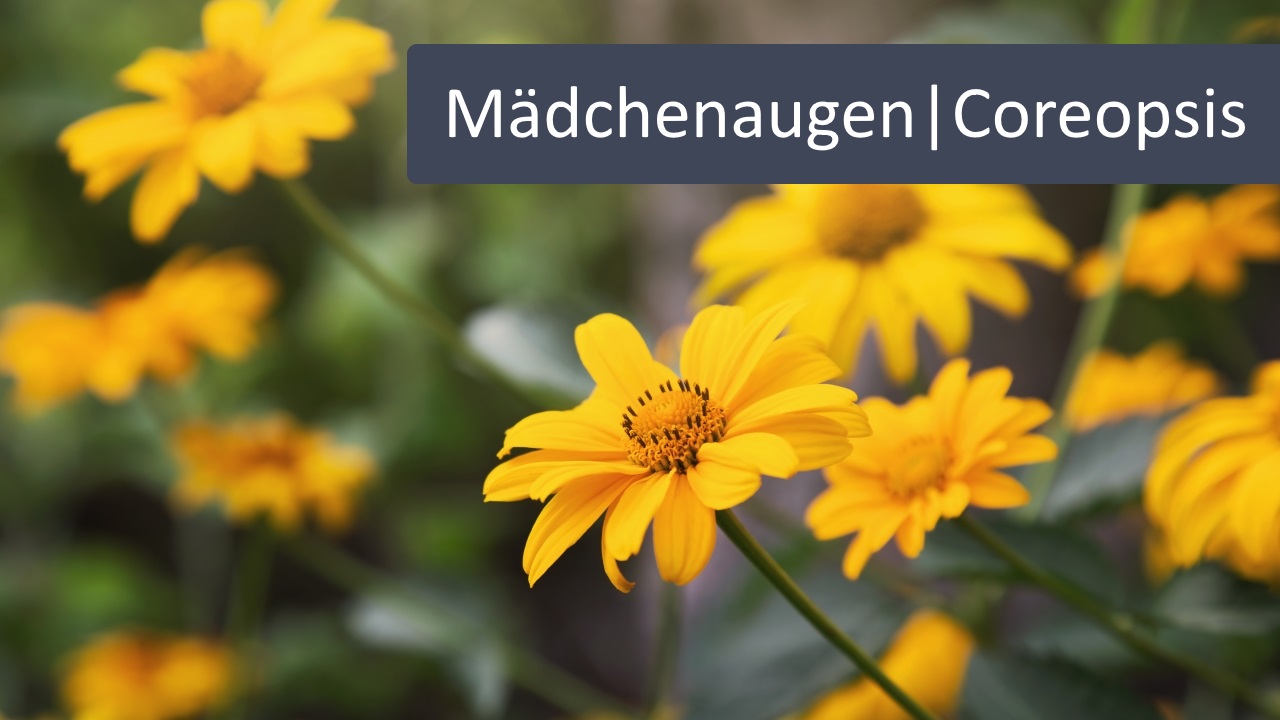 Mädchenaugen Mädchenaugen