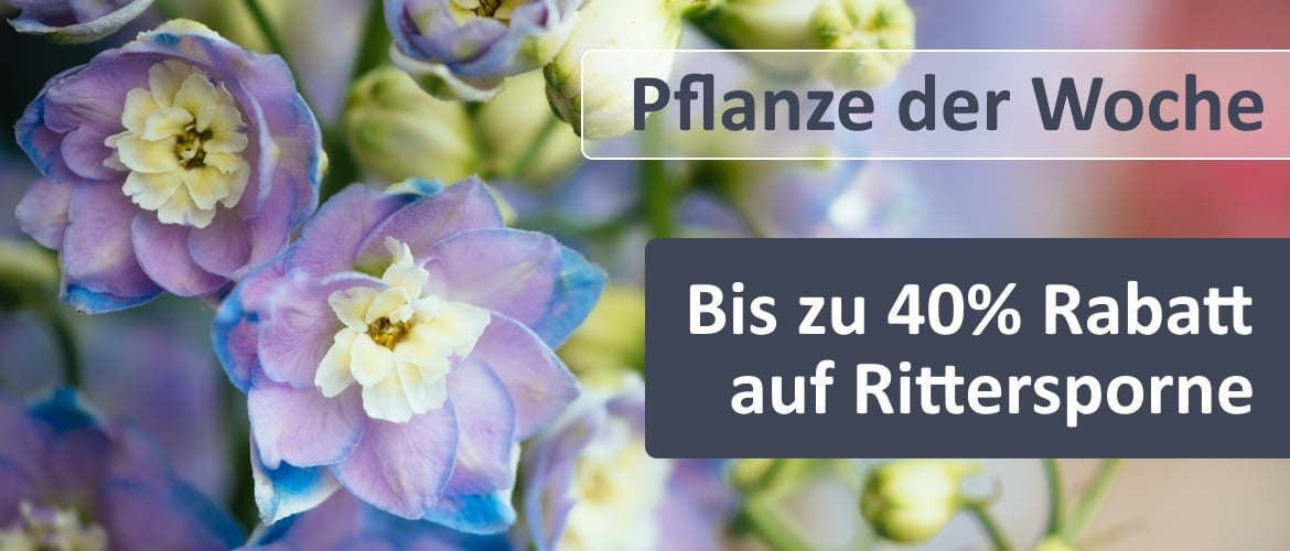 Rittersporne Rittersporne