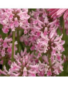 Echter Ziest (Stachys officinalis) Pink Cotton Candy®