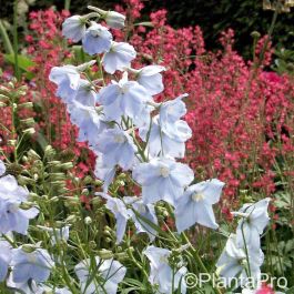 Rittersporn Delphinium Belladonna Ballkleid Lichtnelke