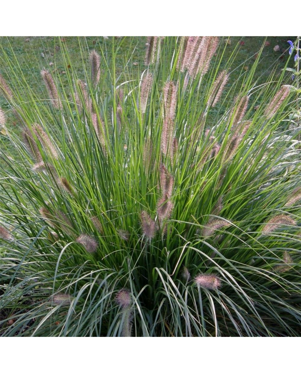 Lampenputzergras (Pennisetum alopecuroides ) Hameln Lichtnelke